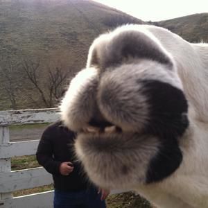 Meet your Posher, Marcia